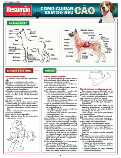 Como cuidar bem do seu cão