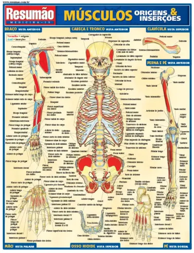 Músculos: origens e inserções