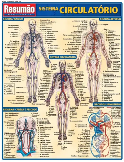 Sistema circulatório