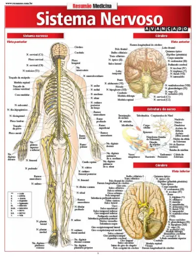 Sistema nervoso avançado