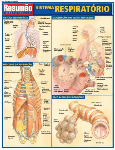 Sistema respiratório