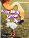 Phonics level 3b – baby birds grow up