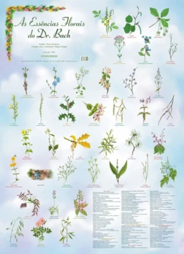 Mapa – As essências florais do Dr. Bach: Resumo das qualificações: cores, detalhes, nome científico, tradução e indicações de uso